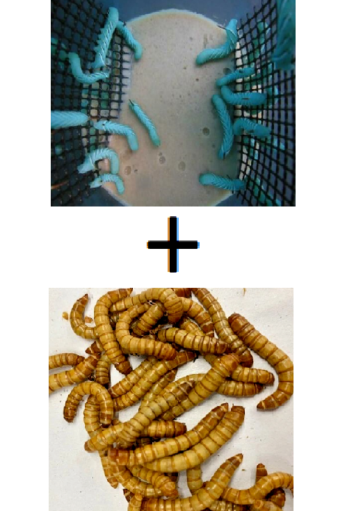 25+ Full Goliath Horn Worm Habitat Culture + 50 Giant Mealworms Pet Reptile Food